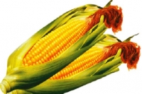 煮玉米&健康飲食-路邊好吃的玉米如何煮:玉米全株有毒性什麼蟲也不生!