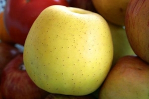 蘋果養生料理食譜-八道蘋果養生料理及食療功效:蘋果料理適用高血壓糖尿病!