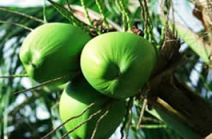 椰子油-四十三項椰子油的治療功效:椰子油好處多可防止骨質疏鬆!