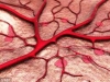 保護血管-保護血管三大要素及八大健康飲食:清除血管垃圾消除血栓軟化血管彈性!