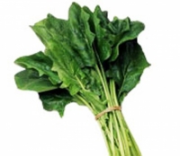 菠菜-五大菠菜的營養價值&菠菜功效:菠菜含胡蘿蔔素預防乾眼症維護視力!