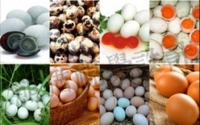 膽固醇&六項雞蛋健康飲食-三項蛋的正確食用方法:雞蛋這樣吃避免膽固醇過高!