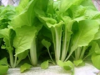 水耕蔬菜&健康飲食-六項健康無土水耕蔬菜好處:無土水耕蔬菜種植鮮嫩潔凈零污染!