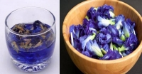 蝶豆花-蝶豆花的五大功效&蝶豆花營養價值:蝶豆花茶天然藍色素是保健心臟血管絕佳飲料!